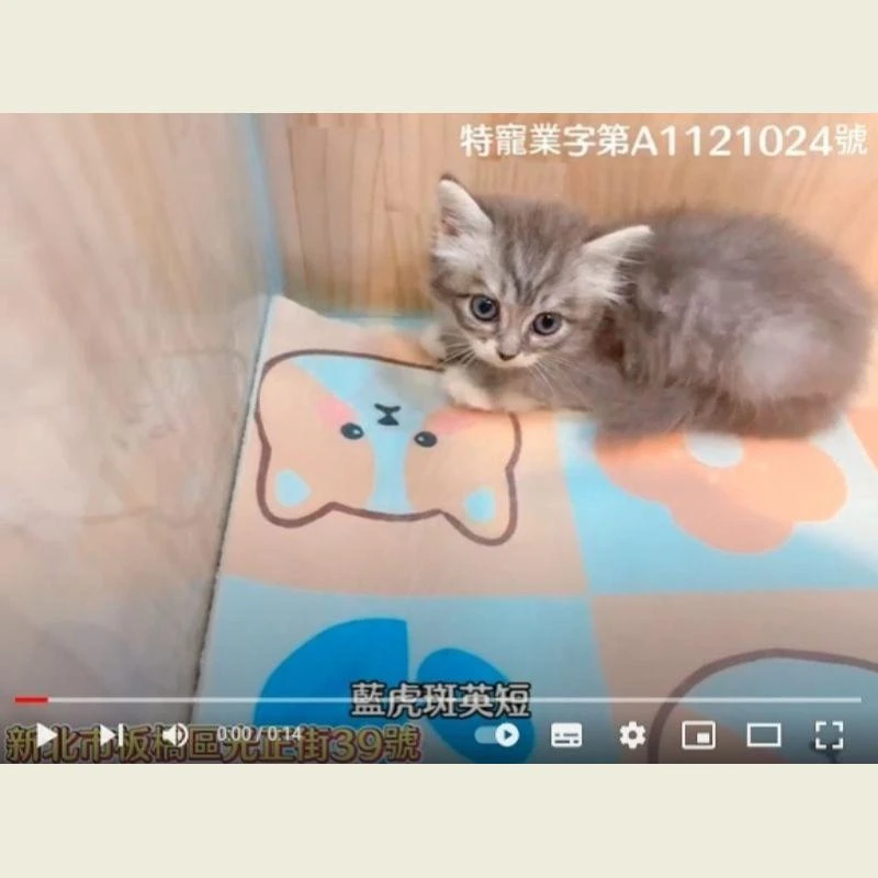 藍虎斑英短,英國短毛貓,英短幼貓
