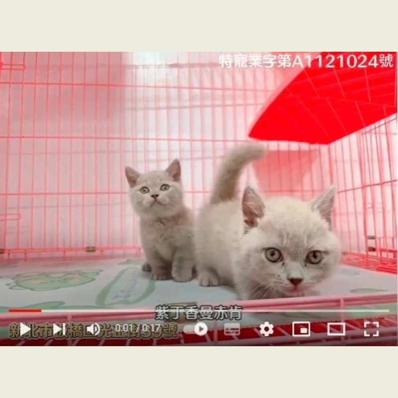 紫丁香曼赤肯,曼赤肯,曼赤肯幼貓