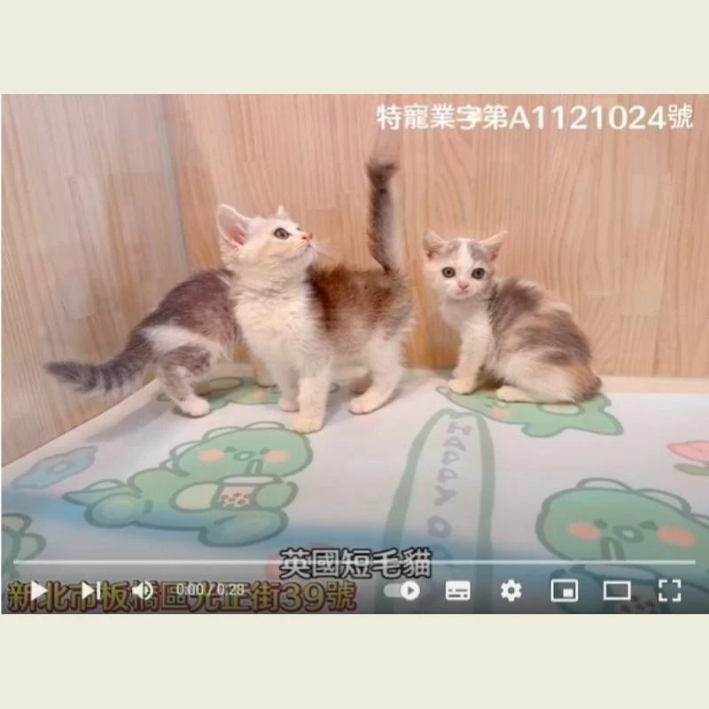 英國短毛貓,短毛貓,短毛貓幼貓