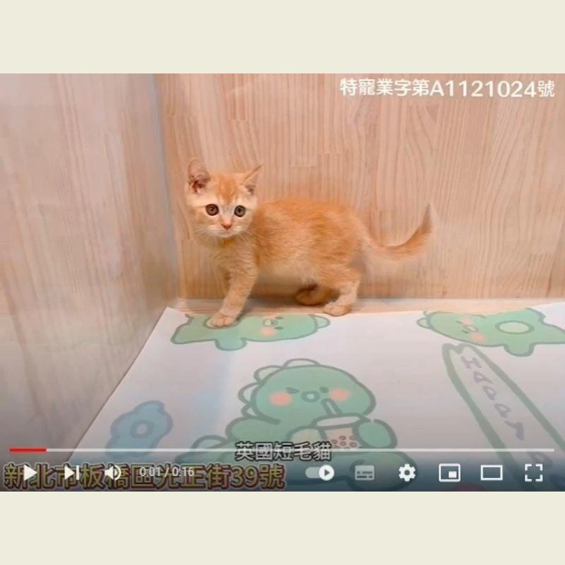 英國短毛貓,短毛貓,短毛貓幼貓