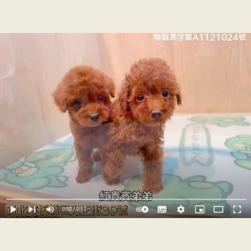 紅貴賓,紅貴賓幼犬