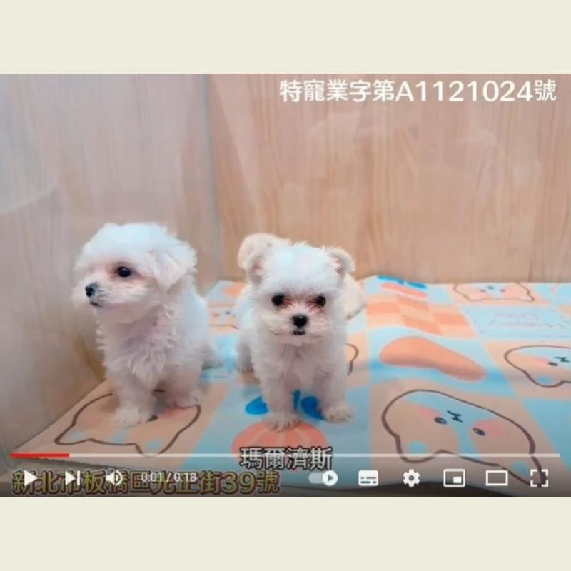 馬爾濟斯,馬爾濟斯幼犬