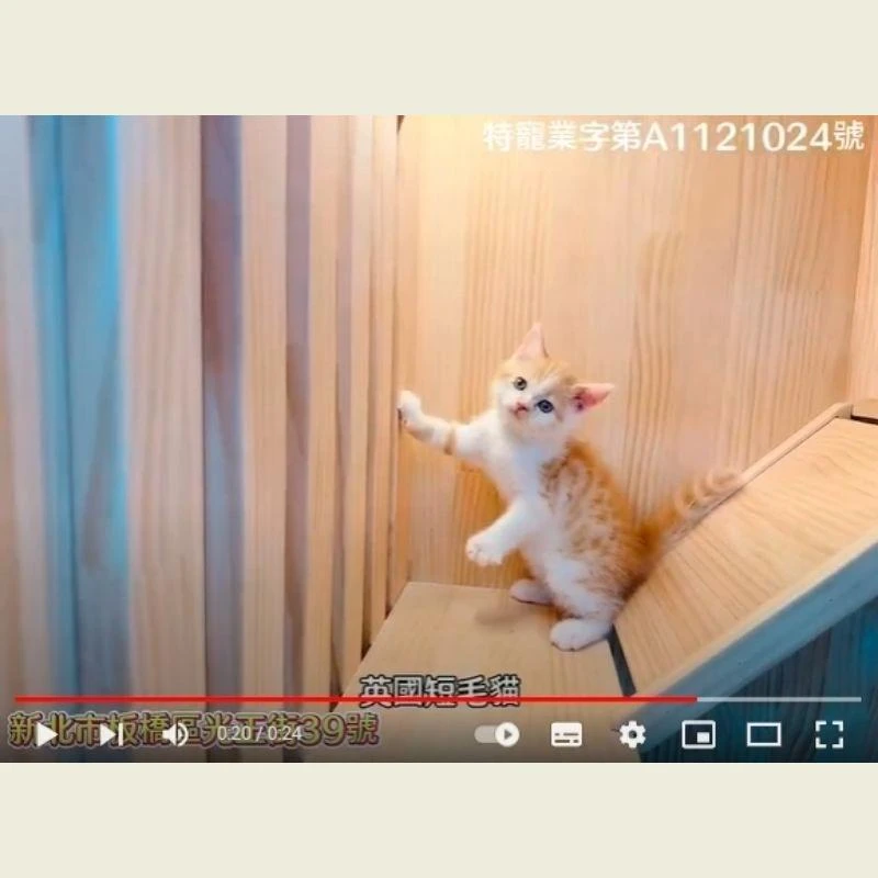 英國短毛貓,英短,英短幼貓
