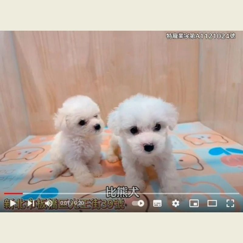 比熊犬,比熊幼犬