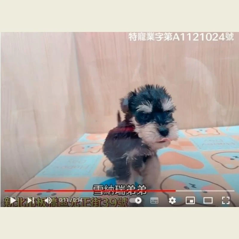 雪納瑞弟弟,雪納瑞,雪納瑞幼犬
