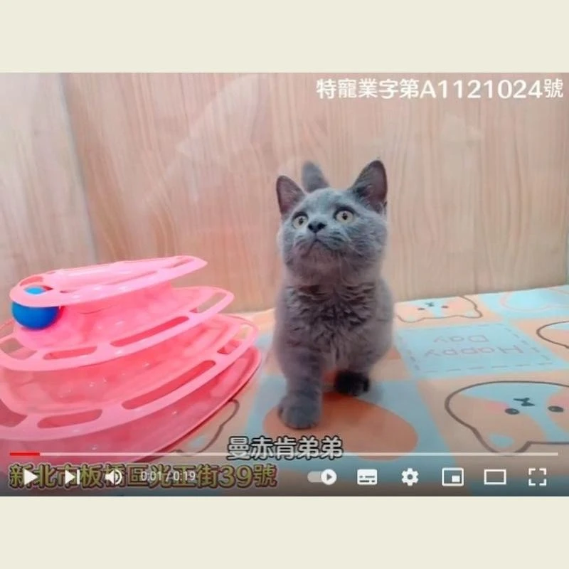 曼赤肯弟弟,曼赤肯,曼赤肯幼貓
