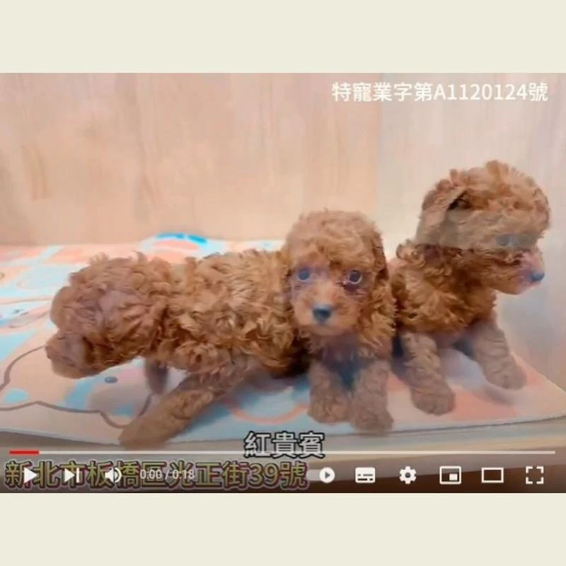 紅貴賓,貴賓,貴賓幼犬