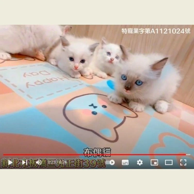 布偶貓,布偶貓幼貓