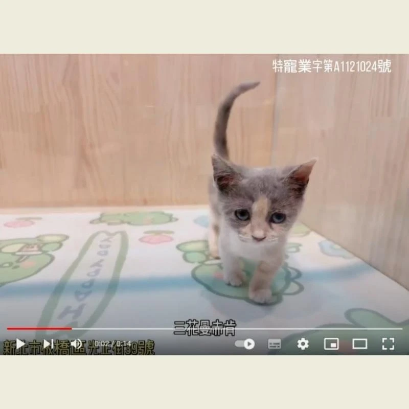 三花曼赤肯,曼赤肯,曼赤肯幼貓