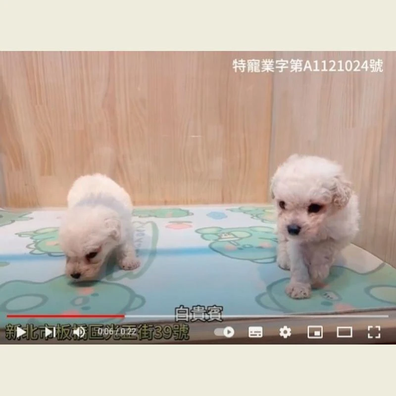 白貴賓,貴賓,貴賓幼犬