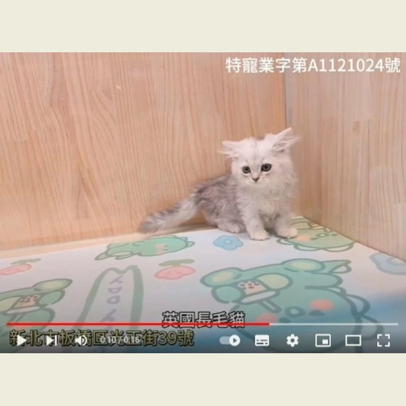 英國長毛貓,英長,英長幼貓