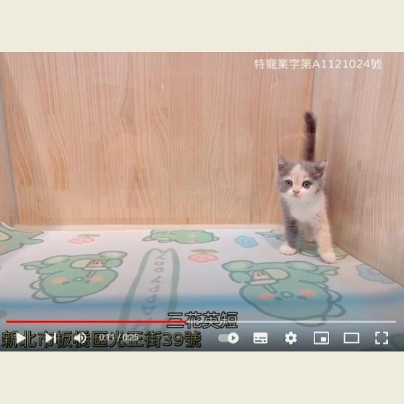三花英短,英短,英短幼貓