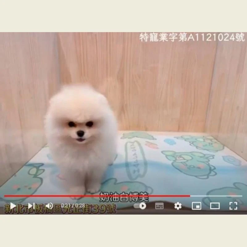 奶油白博美,博美,博美幼犬