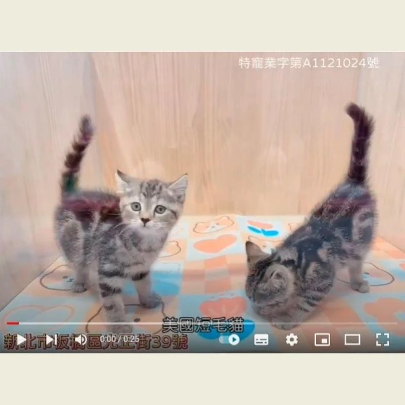 美國短毛貓,美短,美短幼貓