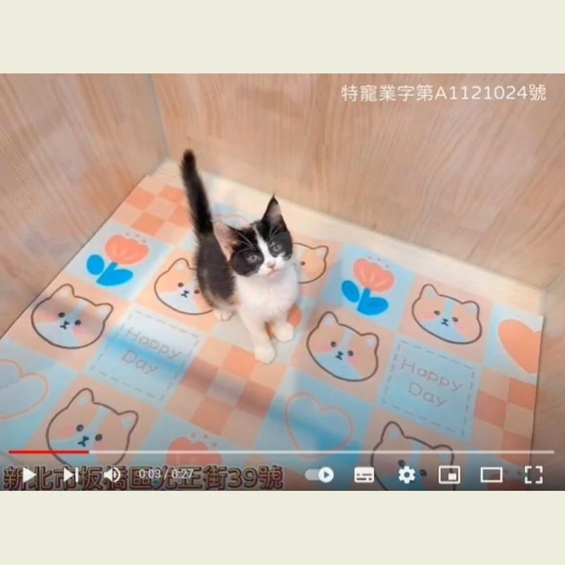 英國短毛貓,英短,英短幼貓