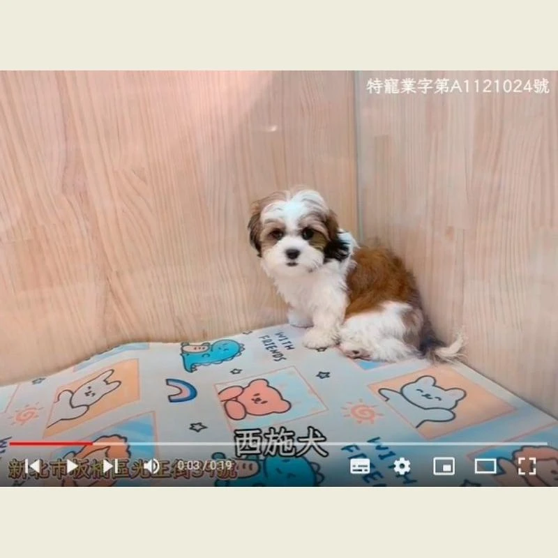 西施犬,西施幼犬
