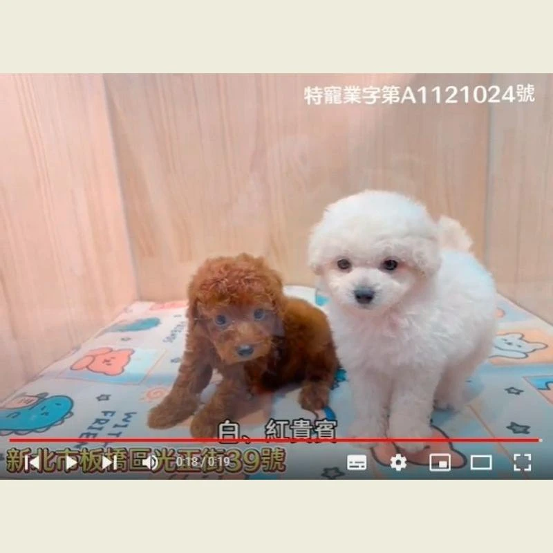 白、紅貴賓,貴賓,貴賓幼犬