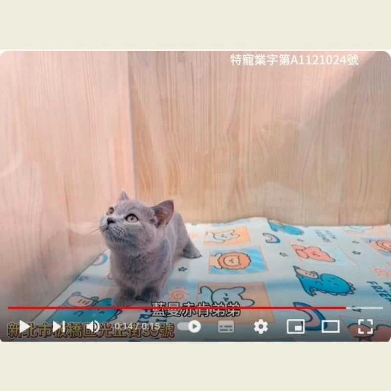藍曼赤肯弟弟,曼赤肯,曼赤肯幼貓