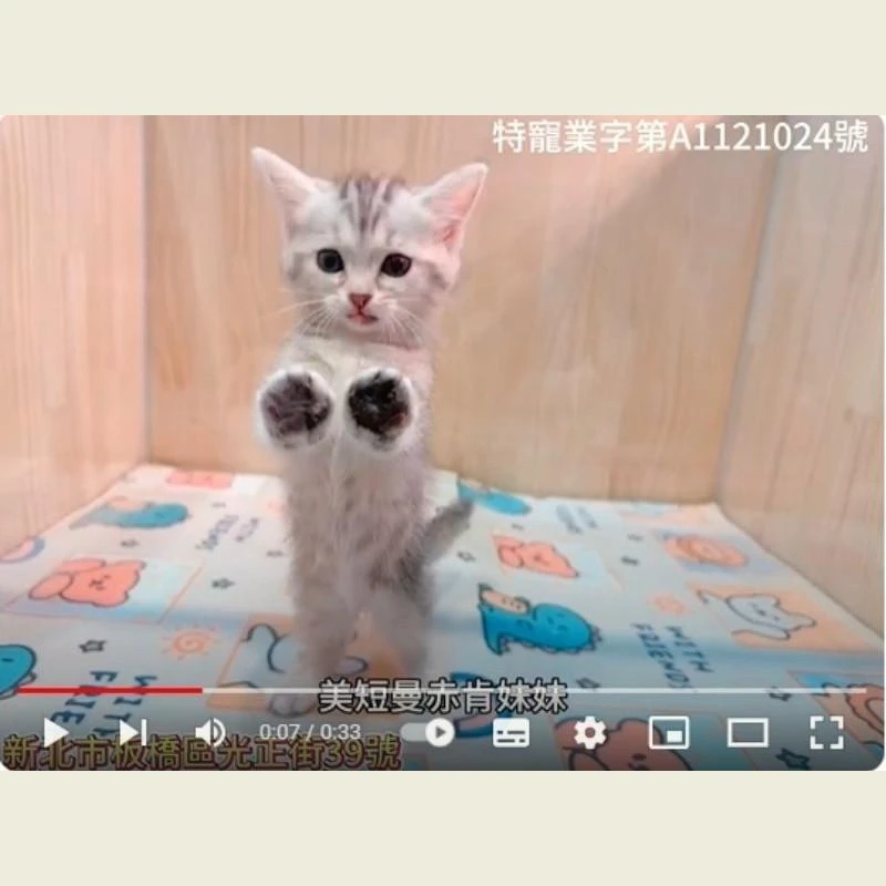 美短曼赤肯妹妹,美國短毛貓,曼赤肯,曼赤肯幼貓,美短幼貓
