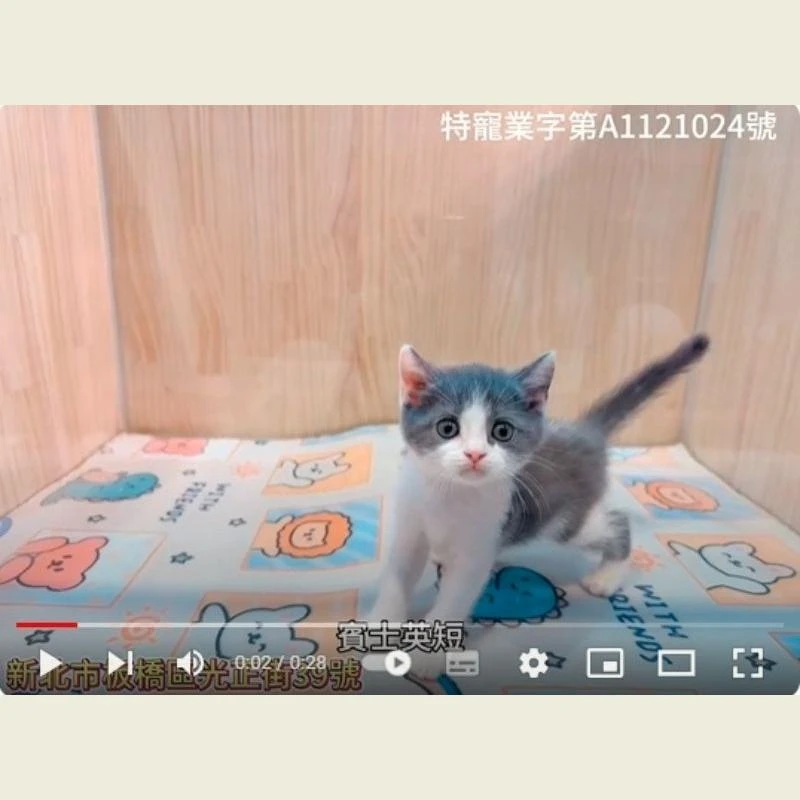 賓士英短,英國短毛貓,英短幼貓