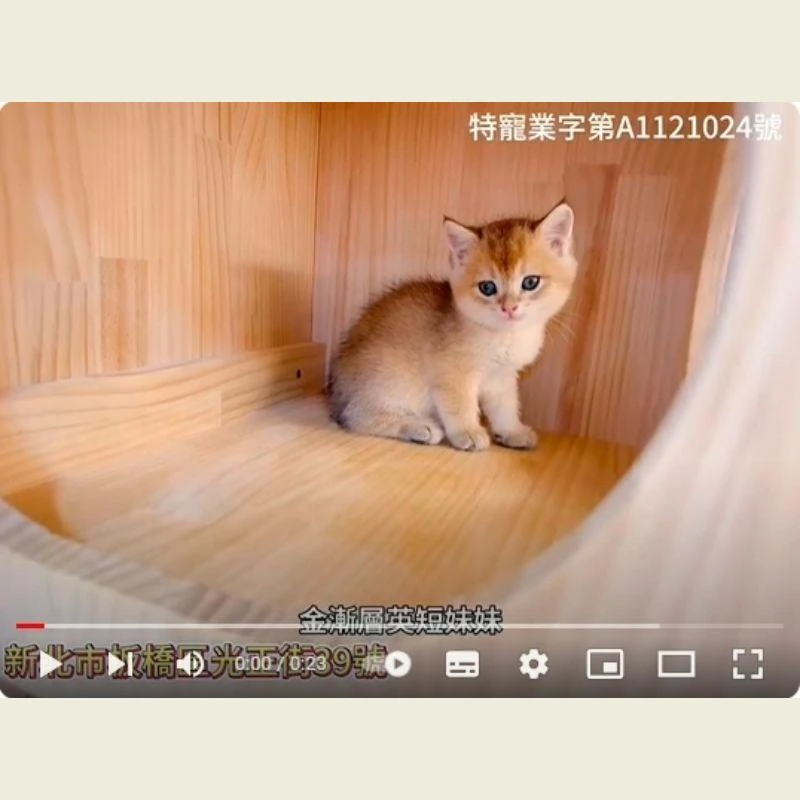 金漸層英短妹妹,英國短毛貓,英短幼貓