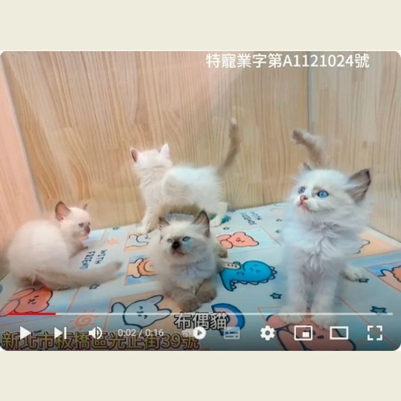布偶貓,布偶幼貓