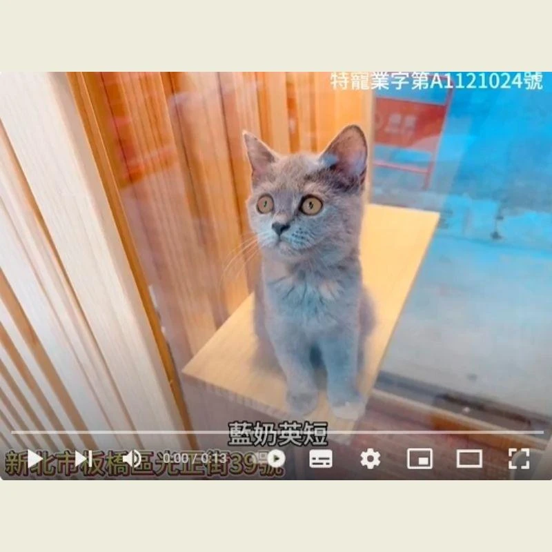 藍奶英短,英國短毛貓,英短幼貓