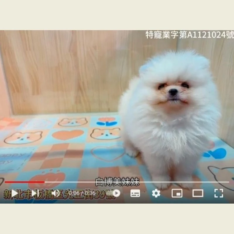 白博美妹妹,博美,博美幼犬