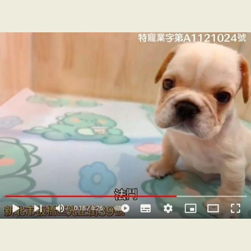 法鬥,法鬥幼犬