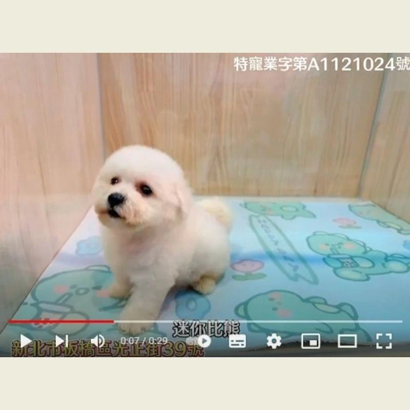 迷你比熊,比熊,比熊幼犬