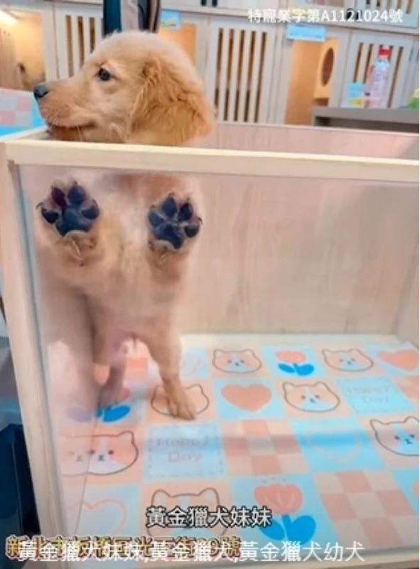 黃金獵犬妹妹,黃金獵犬,黃金獵犬幼犬