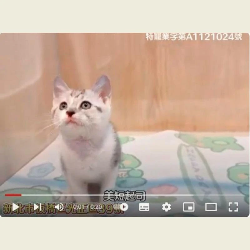 美短起司,美短,美短幼貓