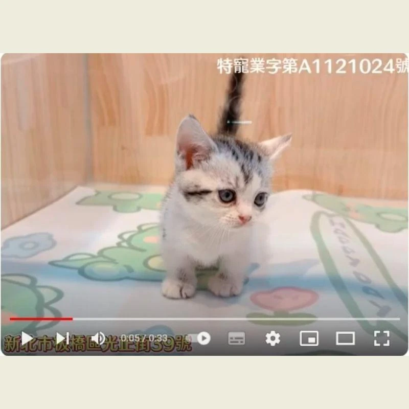 美短起司曼赤肯,美短,美短幼貓