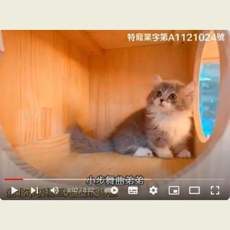 小步舞曲弟弟,小步舞曲,小步舞曲幼貓