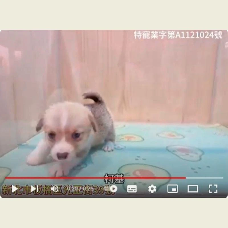 柯基,柯基幼犬