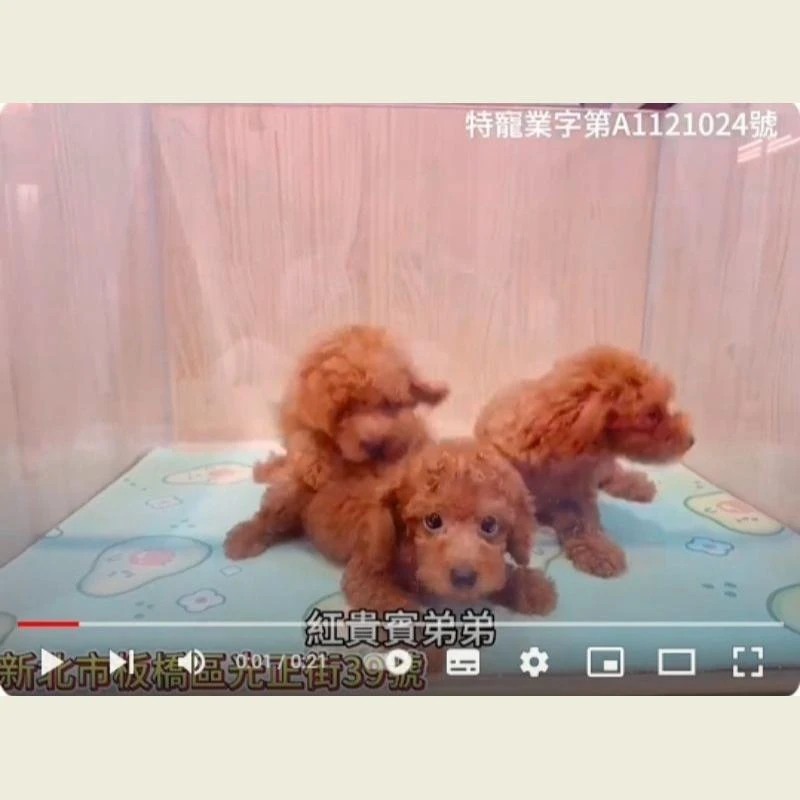 紅貴賓弟弟,貴賓,貴賓幼犬
