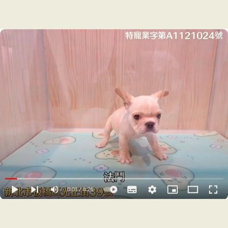 法鬥,法鬥幼犬