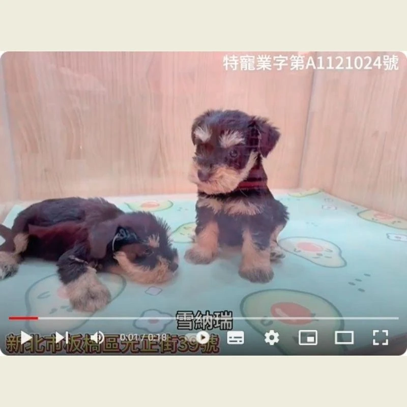 雪納瑞,雪納瑞幼犬