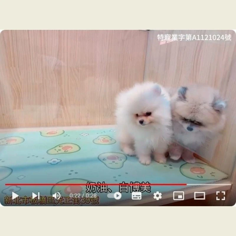 奶油、白博美,博美,博美幼犬