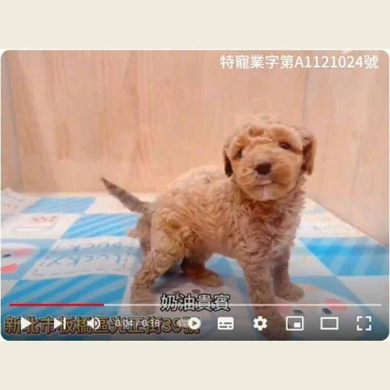 奶油貴賓,貴賓,貴賓幼犬