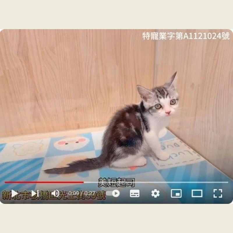 美短起司,美短,美短幼貓