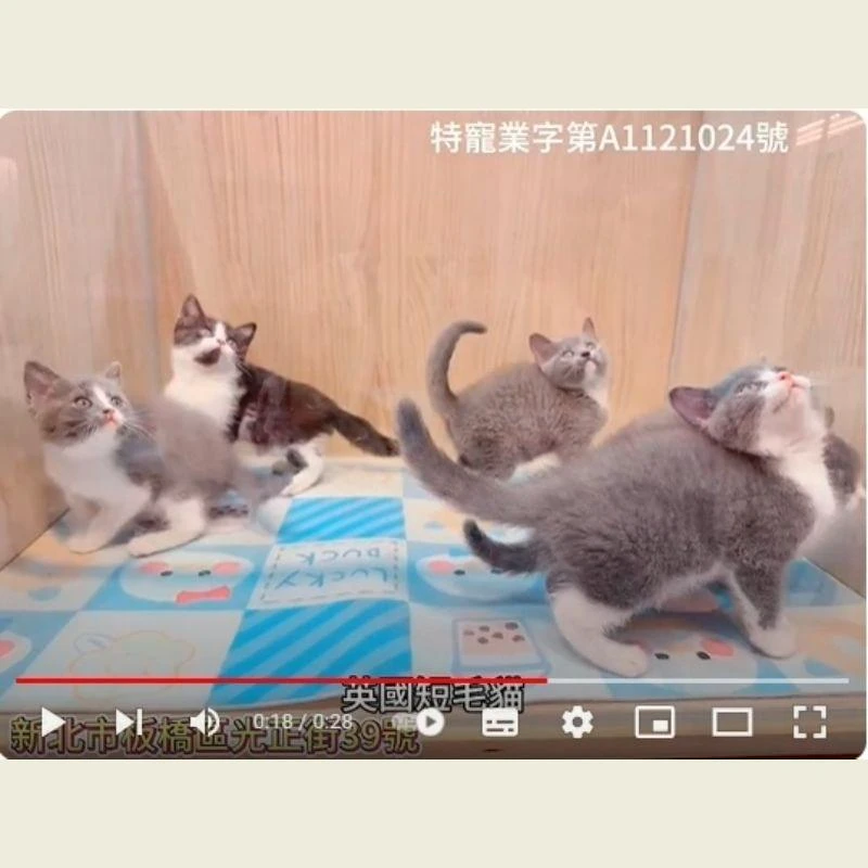 英國短毛貓,英短,英短幼貓