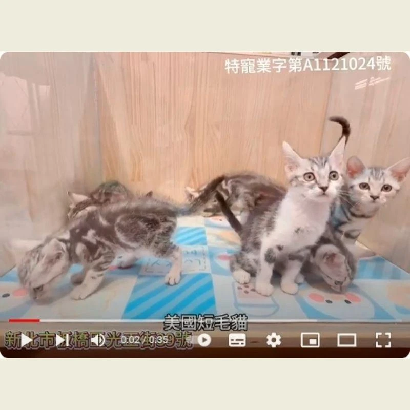 美國短毛貓,美短,美短幼貓