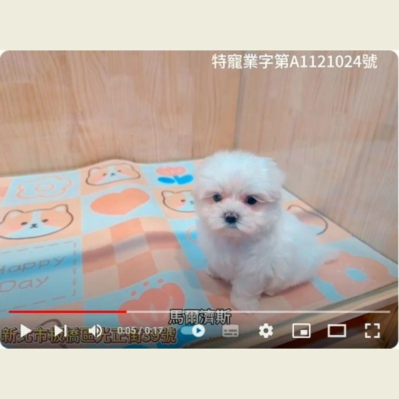 馬爾濟斯,馬爾濟斯幼犬