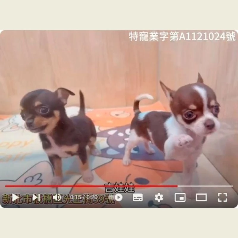 吉娃娃,吉娃娃幼犬