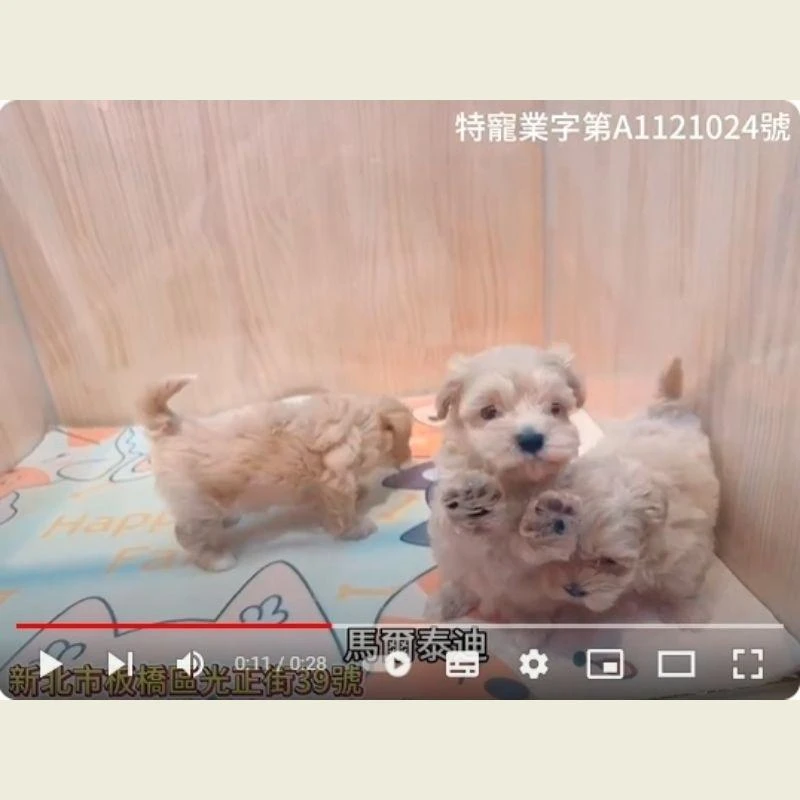馬爾泰迪,馬爾濟斯,馬爾濟斯幼犬