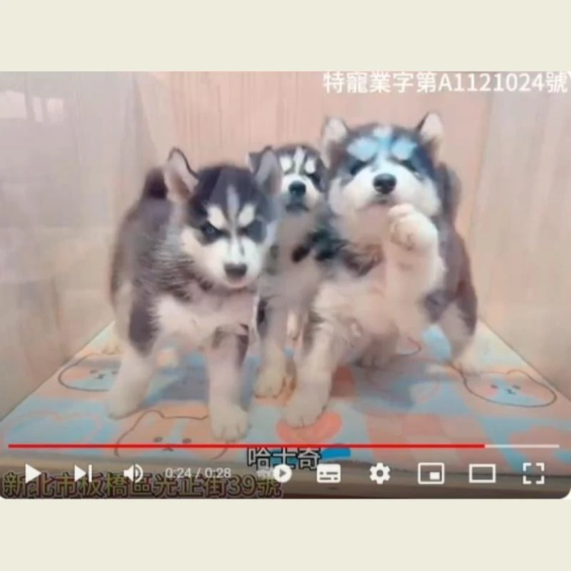 哈士奇,哈士奇幼犬