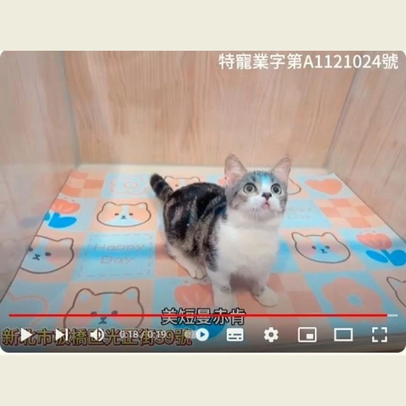 美短曼赤肯,美短曼赤肯幼貓