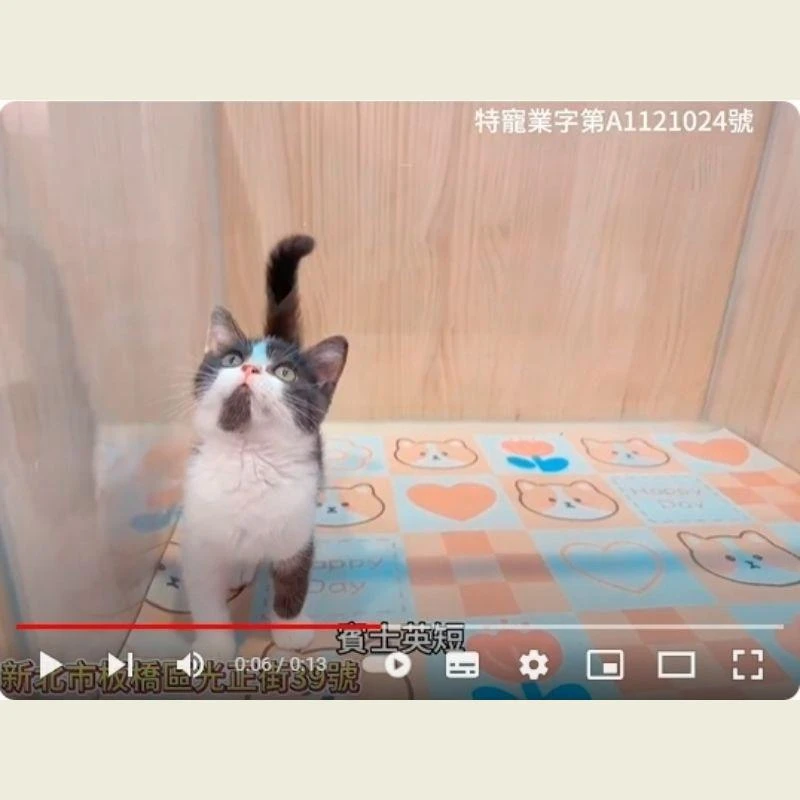 賓士英短,英短,英短幼貓