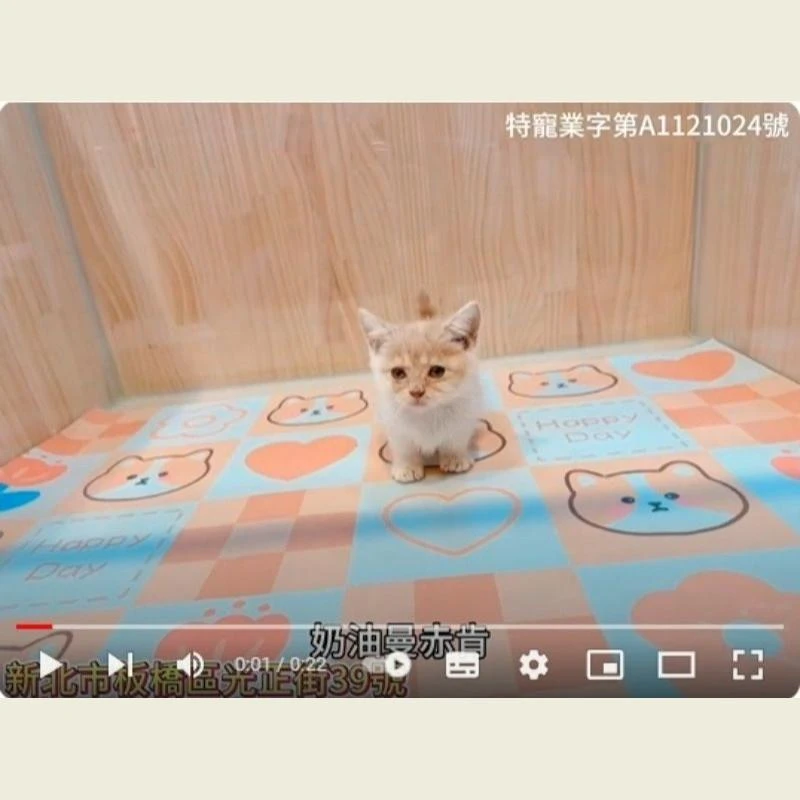 奶油曼赤肯,曼赤肯,曼赤肯幼貓